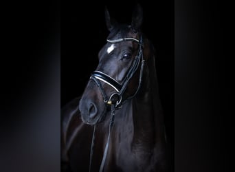 Oldenburg, Mare, 7 years, 16,1 hh, Smoky-Black