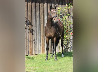 Oldenburger, Stute, 7 Jahre, 16,1 hh, Schwarzbrauner