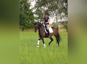 Oldenburger, Stute, 7 Jahre, 16,1 hh, Schwarzbrauner