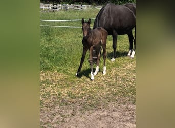 Oldenburg, Mare, 7 years, 16.1 hh, Smoky-Black