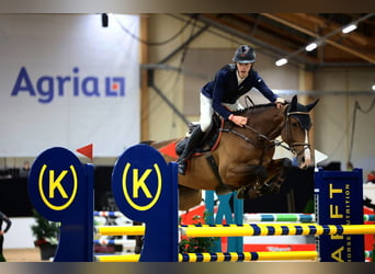 Oldenburg, Mare, 7 years, 16.2 hh, Bay-Dark Oldenburg, Mare, 7 years, 16.2 hh, Bay-Dark