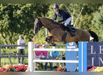 Oldenburg, Mare, 7 years, 16.2 hh, Bay-Dark Oldenburg, Mare, 7 years, 16.2 hh, Bay-Dark