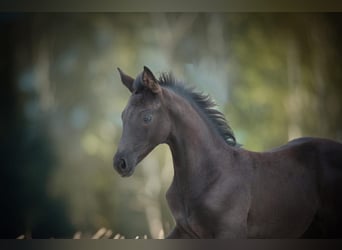 Oldenburg, Mare, 7 years, 16.2 hh, Black
