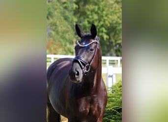 Oldenburg, Mare, 7 years, 16.2 hh, Black