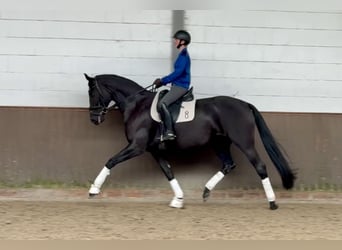 Oldenburg, Mare, 7 years, 16.2 hh, Black