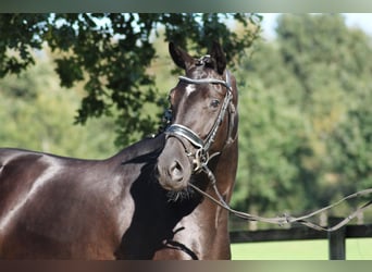 Oldenburg, Mare, 7 years, 16.2 hh, Black
