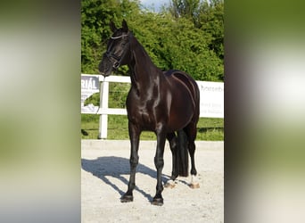 Oldenburg, Mare, 7 years, 16.2 hh, Black