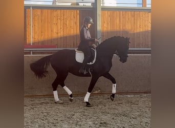 Oldenburg, Mare, 7 years, 16.2 hh, Black