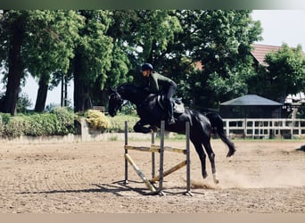 Oldenburg, Mare, 7 years, 16.2 hh, Black
