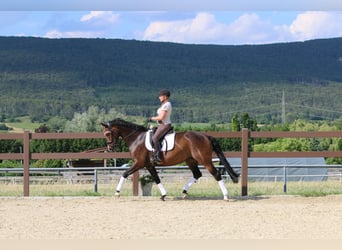 Oldenburg, Mare, 7 years, 16.2 hh, Brown