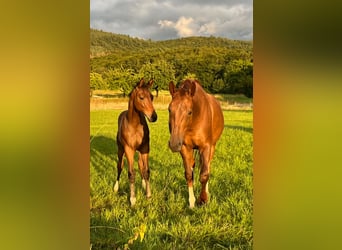 Oldenburg, Mare, 7 years, 16.2 hh, Chestnut
