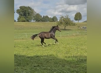 Oldenburg, Mare, 7 years, 16.2 hh, Chestnut