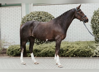 Oldenburg, Mare, 7 years, 16.2 hh, Chestnut