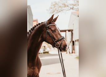 Oldenburg, Mare, 7 years, 16.2 hh, Chestnut