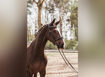 Oldenburg, Mare, 7 years, 16.2 hh, Chestnut