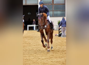 Oldenburg, Mare, 7 years, 16.2 hh, Chestnut