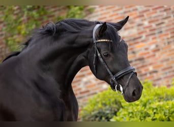 Oldenburg, Mare, 7 years, 16,2 hh, Smoky-Black