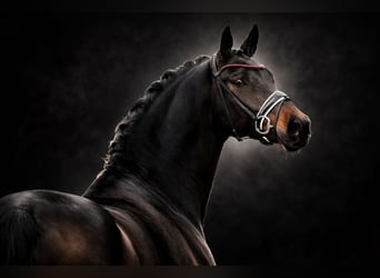 Oldenburg, Mare, 7 years, 16.2 hh, Smoky-Black