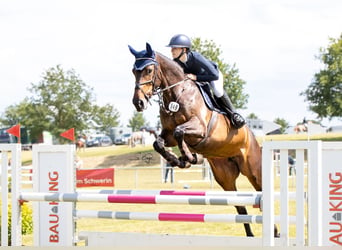 Oldenburg, Mare, 7 years, 16,2 hh, Smoky-Black