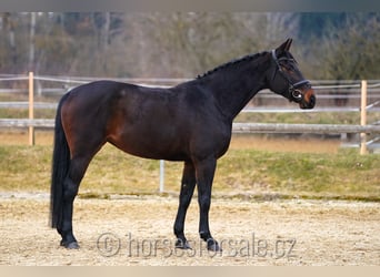 Oldenburg, Mare, 7 years, 16,2 hh, Smoky-Black