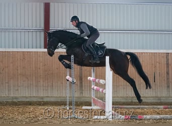 Oldenburg, Mare, 7 years, 16,2 hh, Smoky-Black