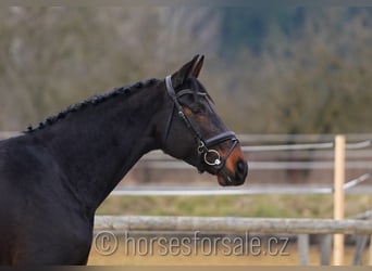 Oldenburg, Mare, 7 years, 16,2 hh, Smoky-Black