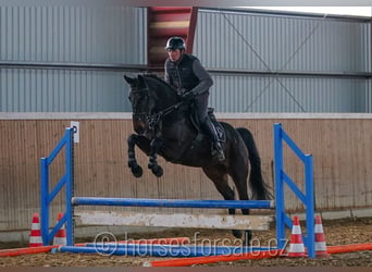 Oldenburg, Mare, 7 years, 16,2 hh, Smoky-Black