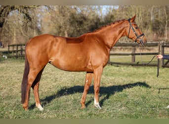 Oldenburg, Mare, 7 years, 16,3 hh, Chestnut-Red