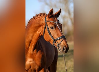 Oldenburg, Mare, 7 years, 16,3 hh, Chestnut-Red