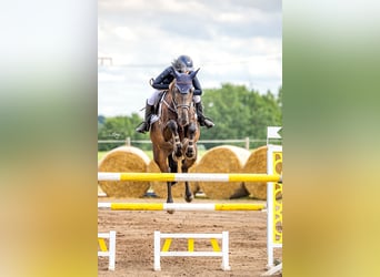 Oldenburg, Mare, 7 years, 16.3 hh, Smoky-Black