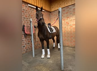 Oldenburg, Mare, 7 years, 16 hh, Bay-Dark