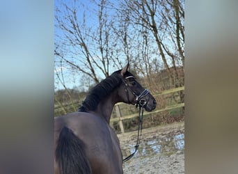 Oldenburg, Mare, 7 years, 16 hh, Black