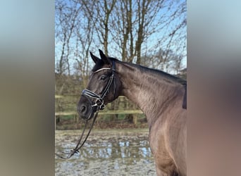 Oldenburg, Mare, 7 years, 16 hh, Black