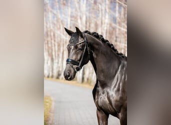 Oldenburg, Mare, 7 years, 16 hh, Black