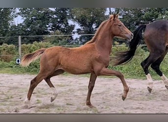 Oldenburg, Mare, 7 years, 16 hh, Brown