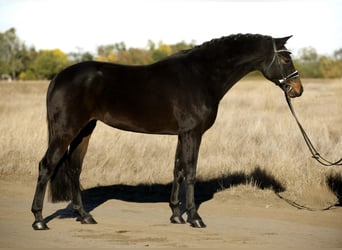 Oldenburg, Mare, 7 years, 16 hh, Brown
