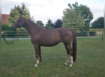 Oldenburg, Mare, 7 years, 16 hh, Chestnut