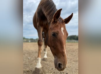 Oldenburg, Mare, 7 years, 16 hh, Chestnut