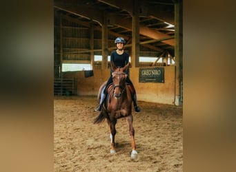 Oldenburg, Mare, 7 years, 16 hh, Chestnut-Red