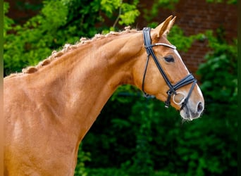 Oldenburg, Mare, 7 years, 16 hh, Chestnut-Red