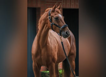 Oldenburg, Mare, 7 years, 16 hh, Chestnut-Red