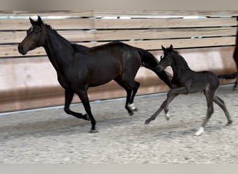 Oldenburg, Mare, 7 years, 16,1 hh, Brown
