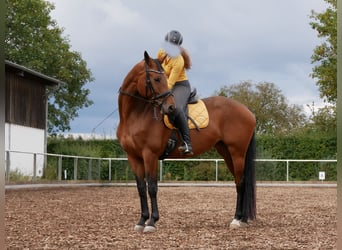 Oldenburg, Mare, 7 years, 16,1 hh, Brown