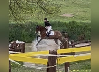 Oldenburg, Mare, 7 years, 16,1 hh, Brown