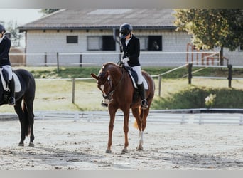 Oldenburg, Mare, 7 years, 16,1 hh, Chestnut