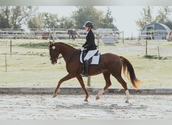 Oldenburg, Mare, 7 years, 16,1 hh, Chestnut