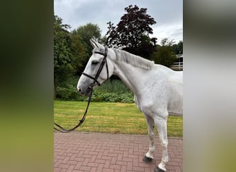 Oldenburg, Mare, 7 years, 16,1 hh, Grey