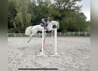 Oldenburg, Mare, 7 years, 16,1 hh, Grey