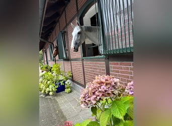 Oldenburg, Mare, 7 years, 16,1 hh, Grey