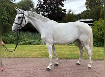 Oldenburg, Mare, 7 years, 16,1 hh, Grey